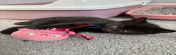 Mixed Breed cats for sale: Ready to go 3 female kittens  - Advert 10
