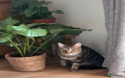 Mixed Breed cats for sale: 1 year old male cat - Image 7