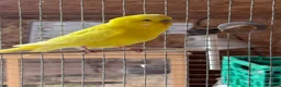 Budgerigars birds for sale: Budgies for sale in Ipswich - Advert 6