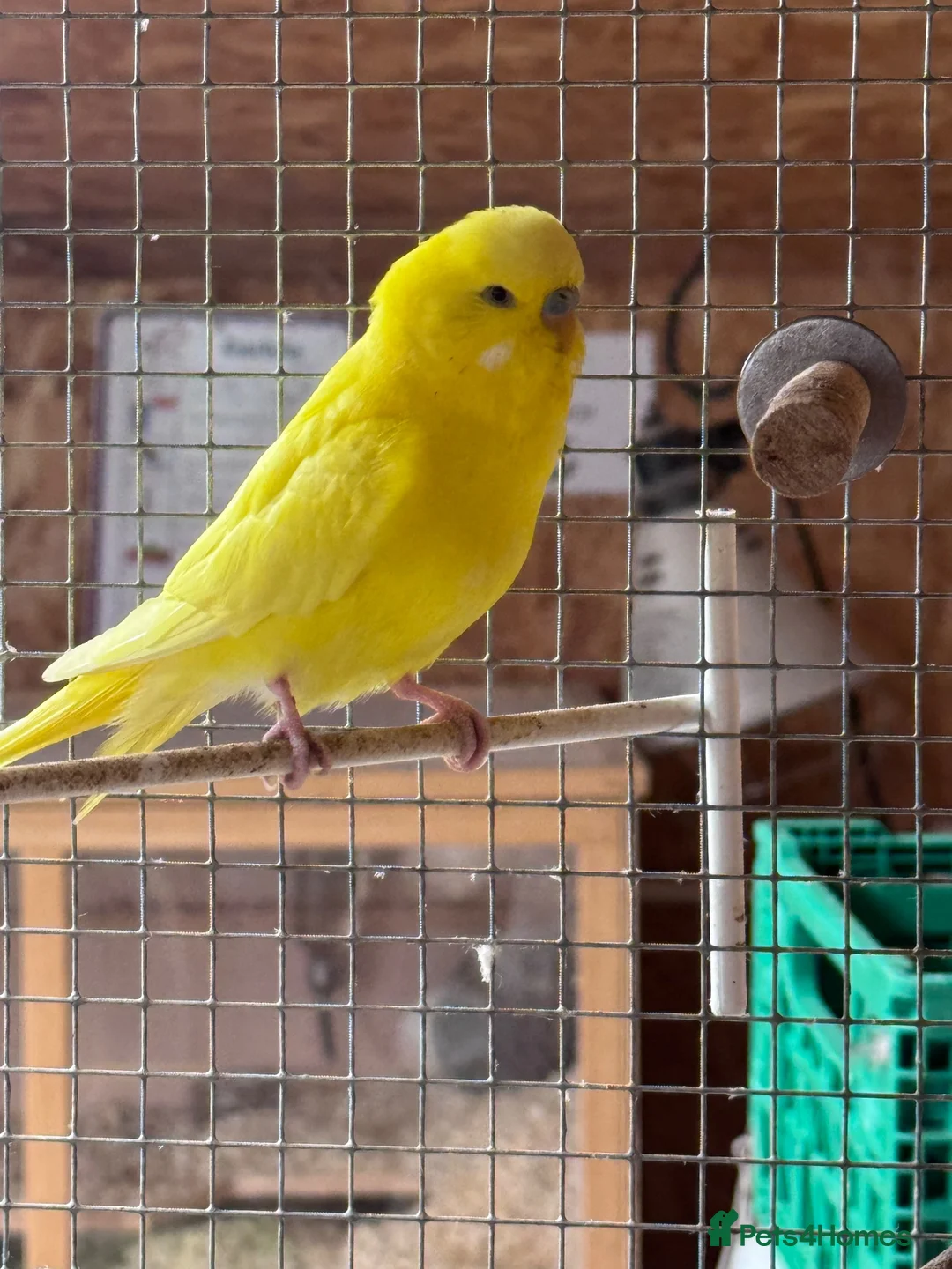 Budgerigars birds for sale: Budgies for sale in Ipswich - Advert 6