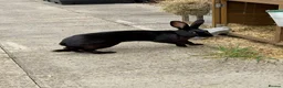 Belgian Hares rabbits for sale: Drago- 1 year old Black Hare  - Advert 5