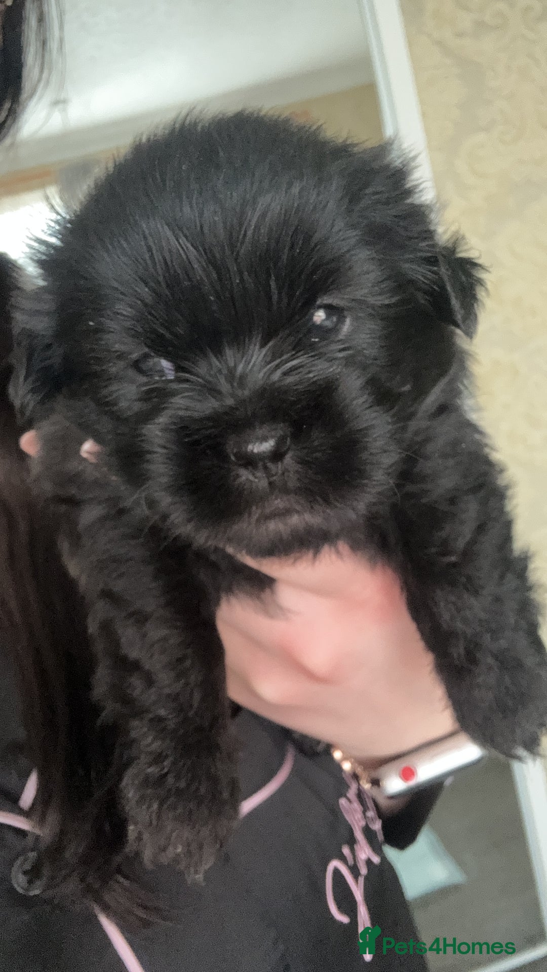 Shihpoo dogs for sale:  3 Shih Tzu Mix Pups Ready for Forever Families! - Advert 3
