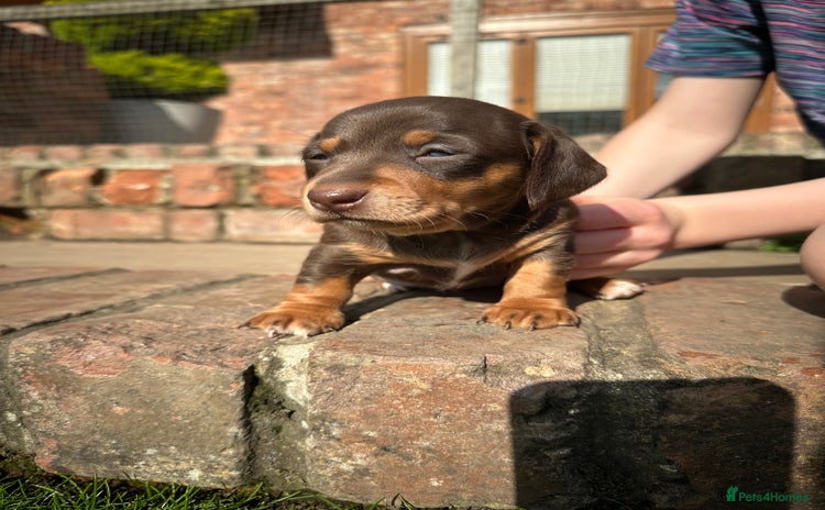 Miniature Dachshund dogs - Advert 10