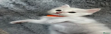 Turkish Angora Orange Collar