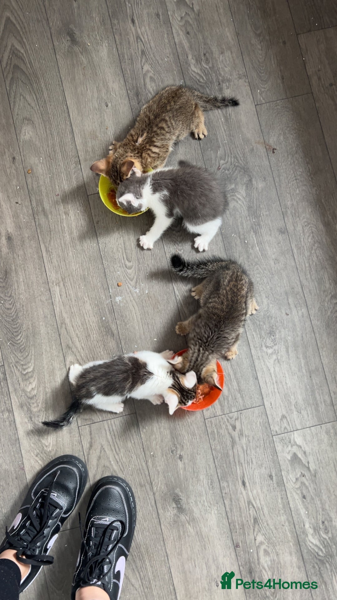 Tibetan cats for sale: 4 female kittens ready for new homes - Image 3