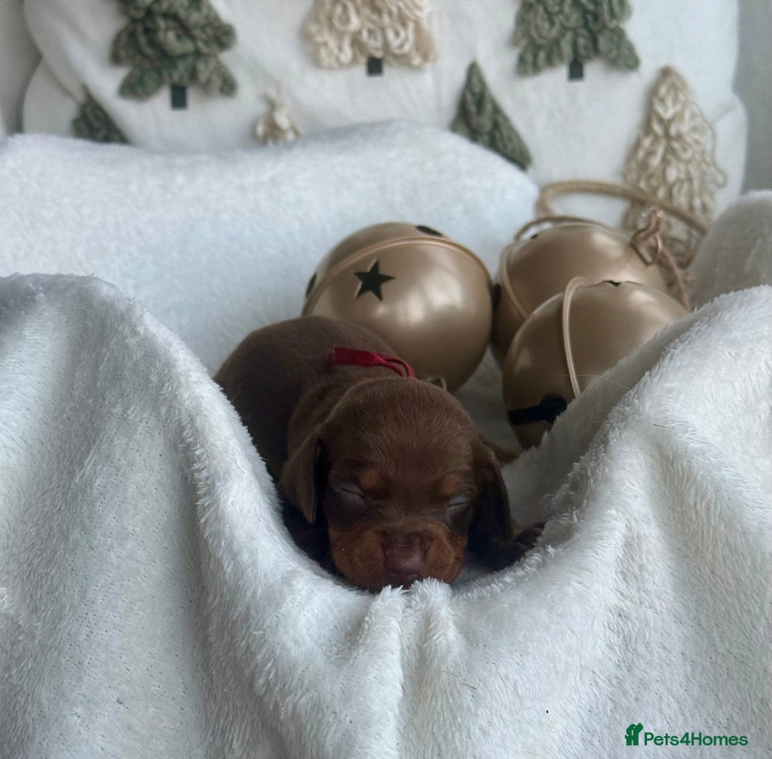 Miniature Dachshund dogs for sale: Kc reg choc tweed dapple & choc n tan  - Advert 11