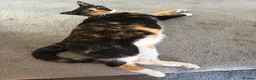 British Shorthair cats for sale: Calico 2 1/2 yr old - Advert 3
