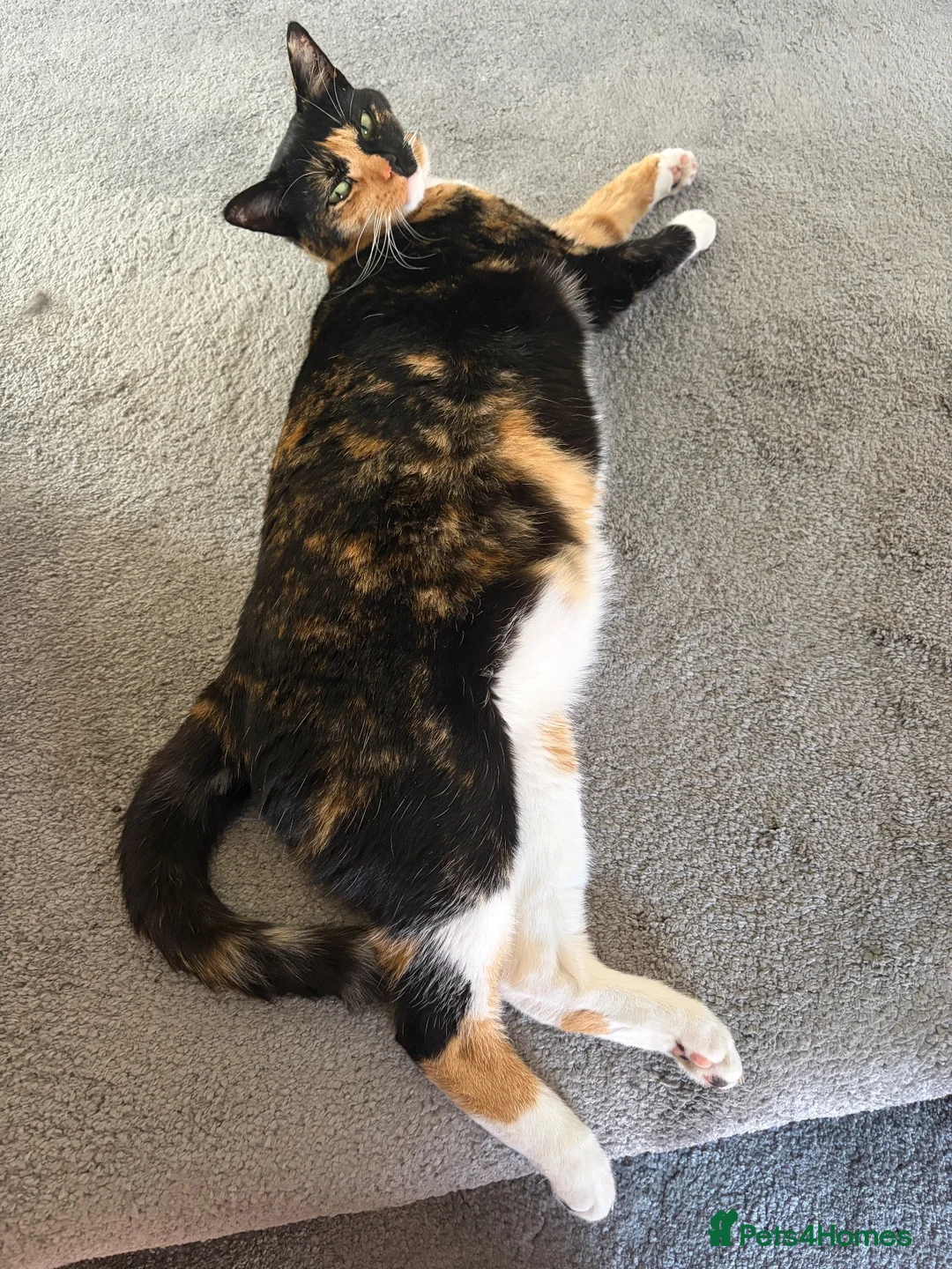 British Shorthair cats for sale: Calico 2 1/2 yr old - Advert 3