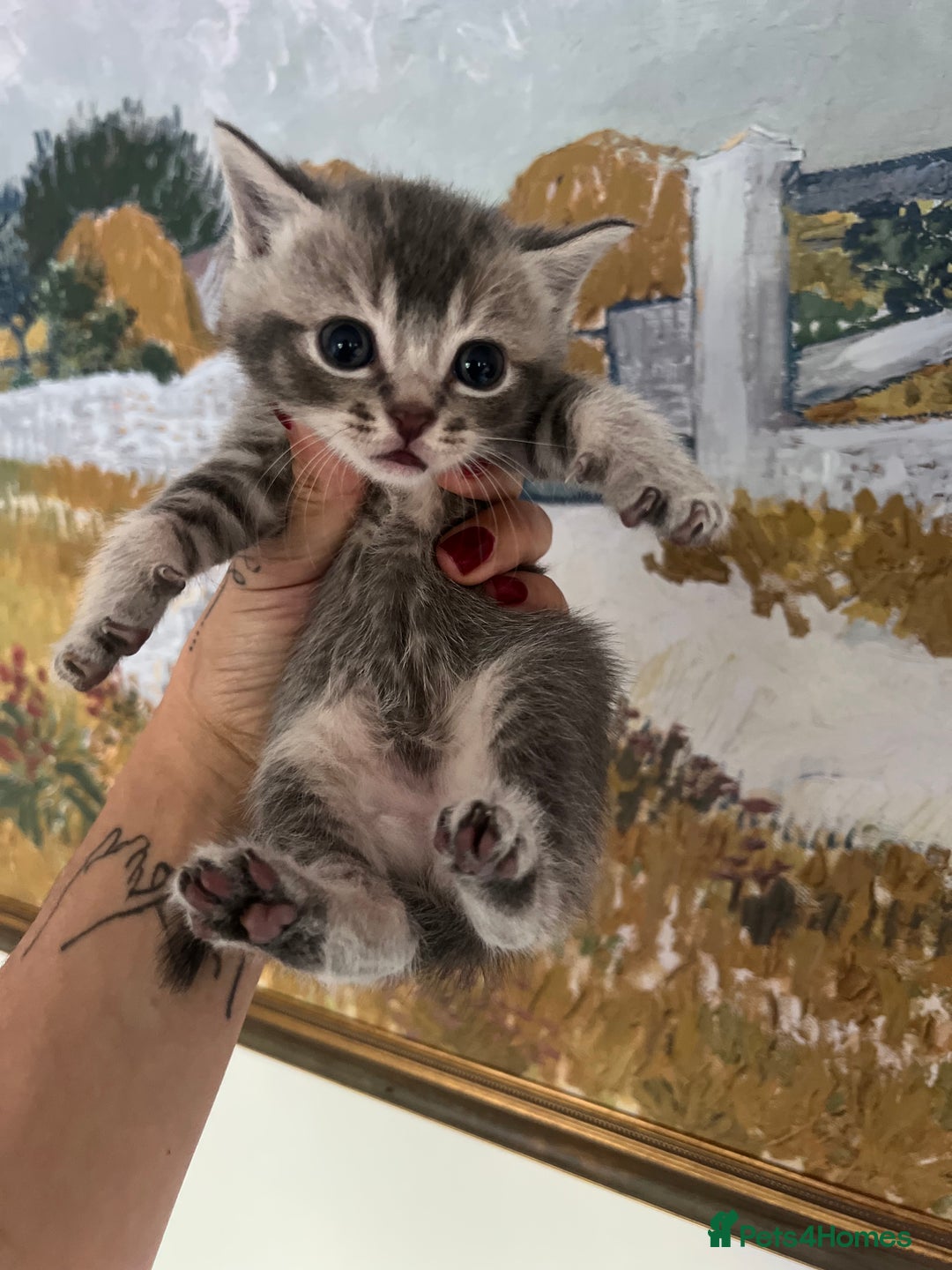 British Shorthair cats for sale: British shorthair mix kittens open to offers - Image 10