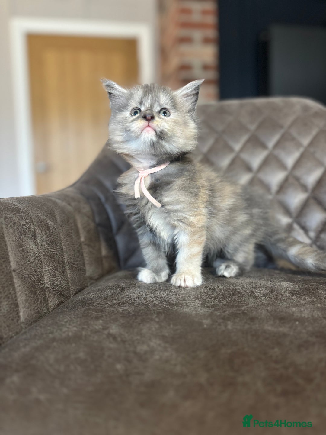 Maine Coon cats for sale: Maine Coon Kittens - Ready early Feb - Advert 14