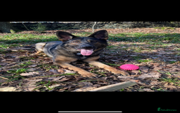 German Shepherd dogs for sale: KC German Shepherd Working line puppies 🐶  - Image 11