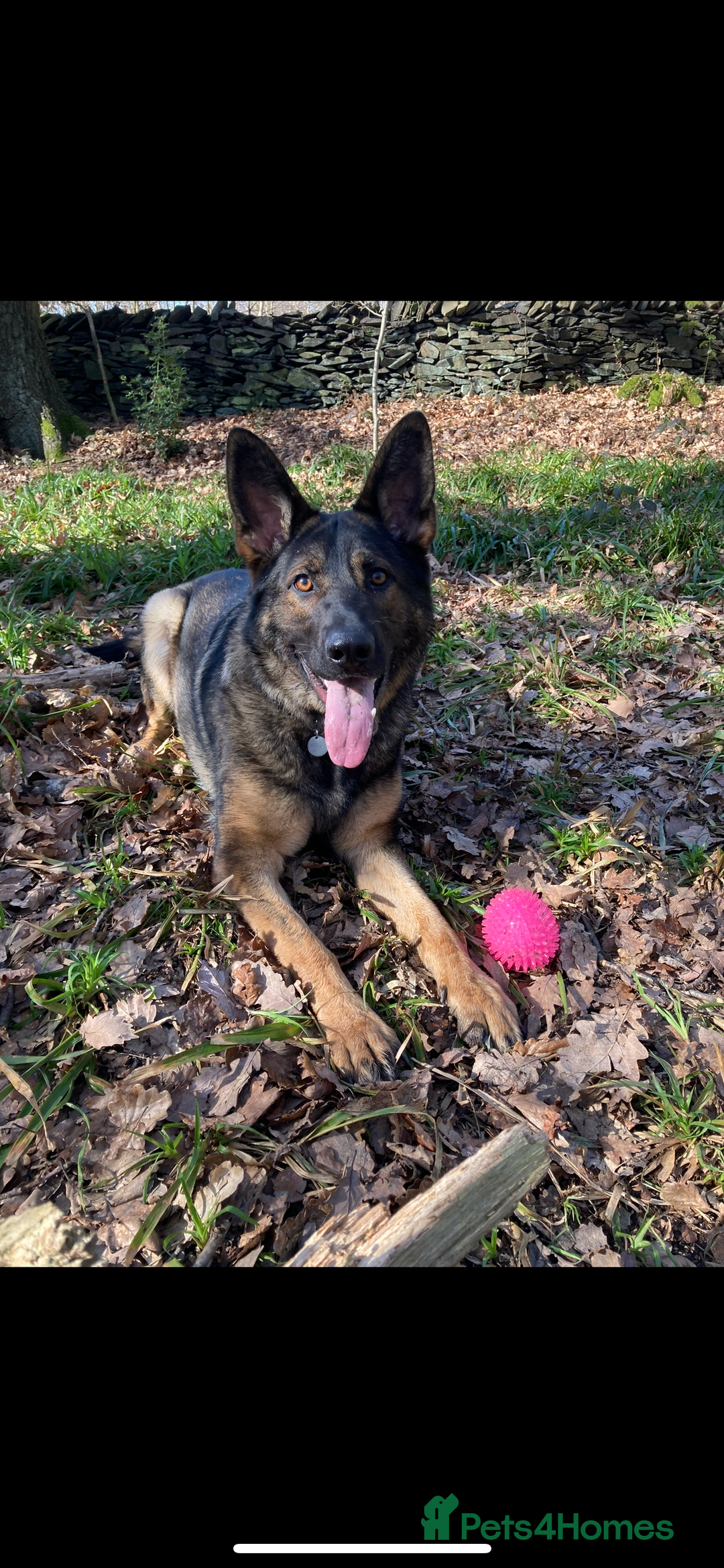 German Shepherd dogs for sale: KC German Shepherd Working line puppies 🐶  - Image 11