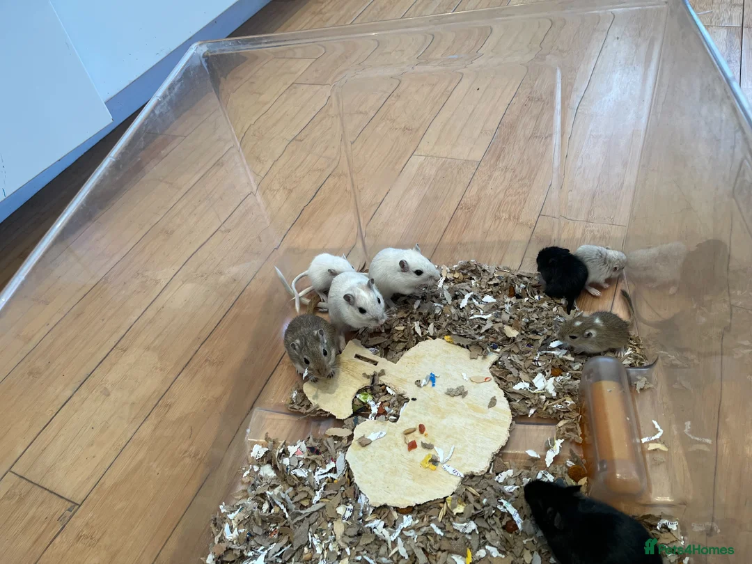 Gerbil rodents for sale: Local London Gerbils for sale - Advert 2