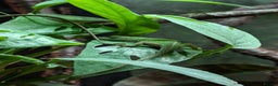 Anole reptiles for sale: Green Anoles. - Advert 1