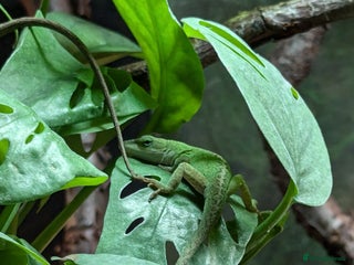 Anole reptiles Green Anoles. - Advert 1