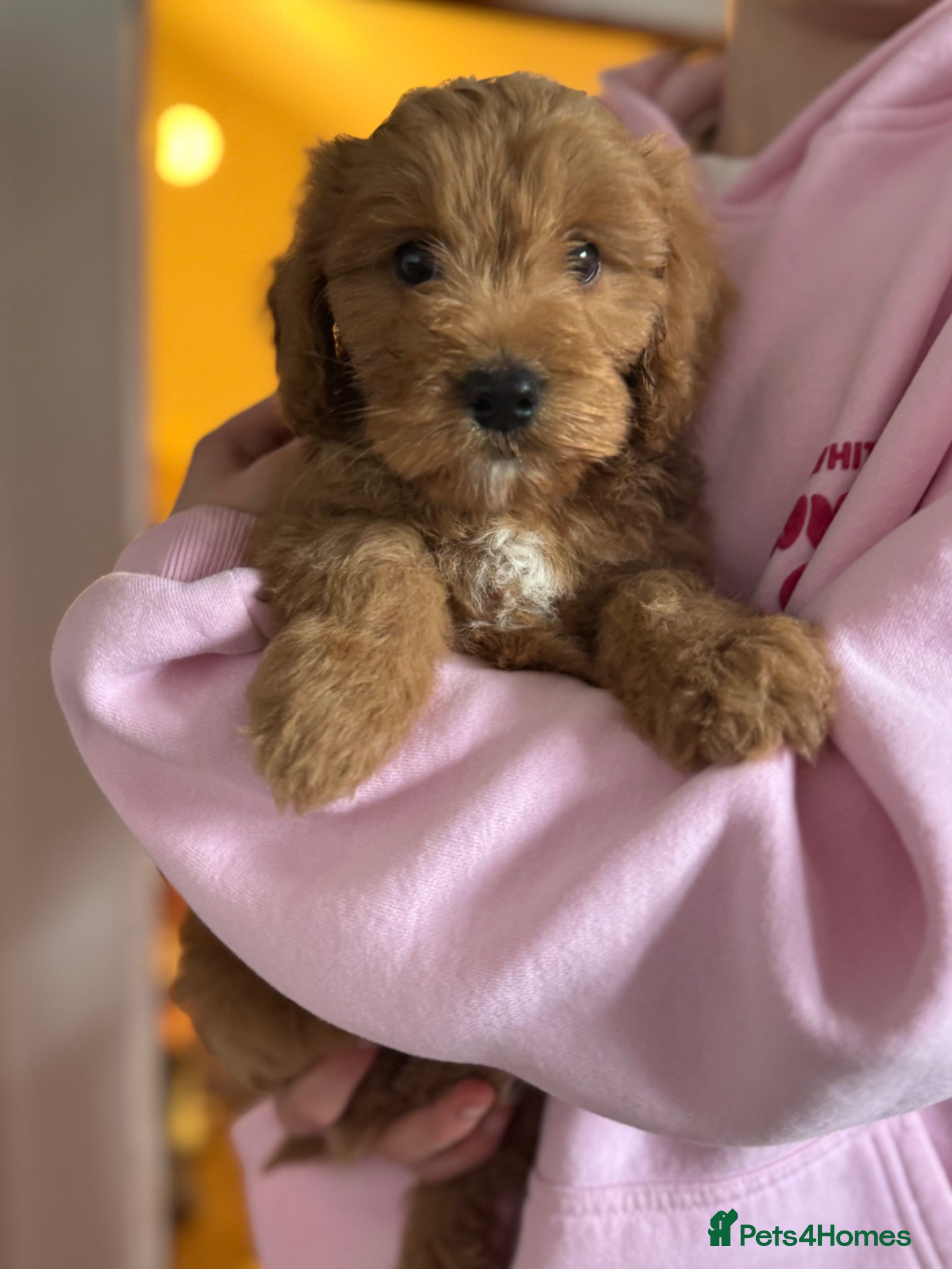 Cockapoo dogs Beautiful F1 Cockapoo boy for sale - Advert 2