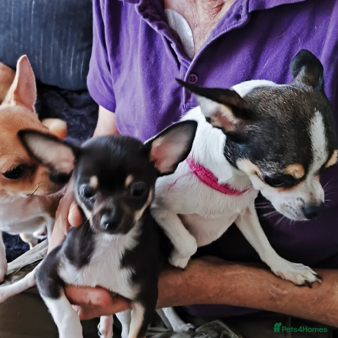 Chihuahua dogs for sale: Heart stopping life changing babies!  in Harlow - Advert 2