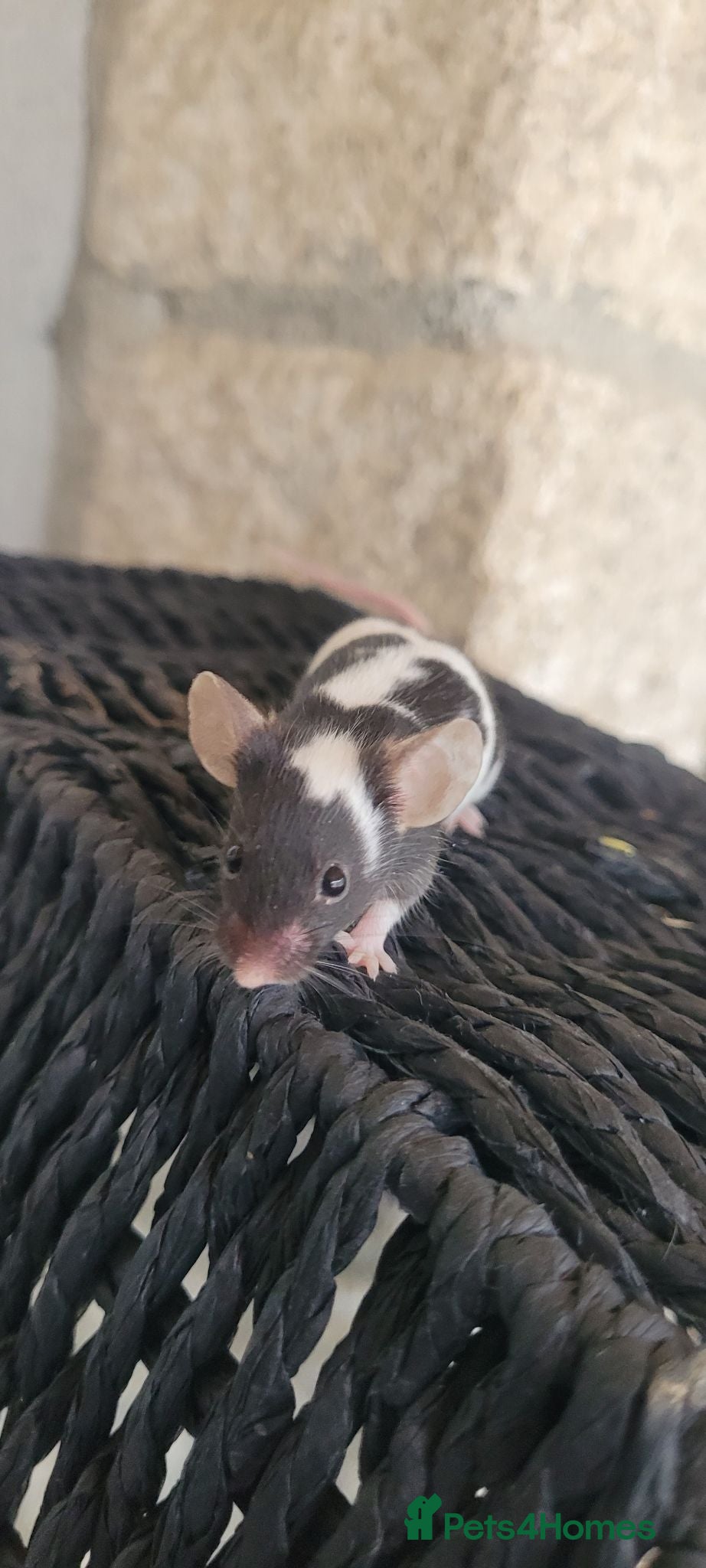 Mouse rodents Male and female fancy mice- 6 weeks - Advert 22