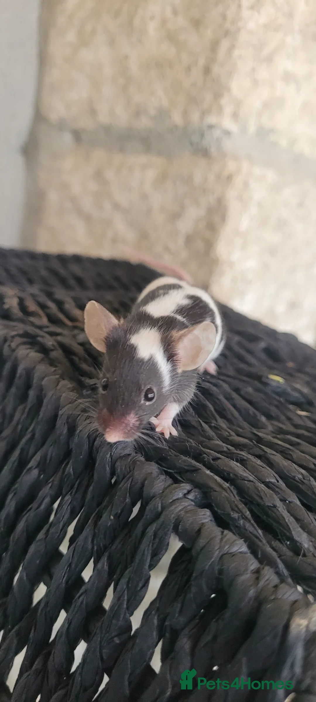 Mouse rodents for sale: Male and female fancy mice- 6 weeks - Advert 1