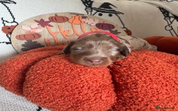 Miniature Dachshund dogs for sale: Longhair miniature dachshund  - Image 8