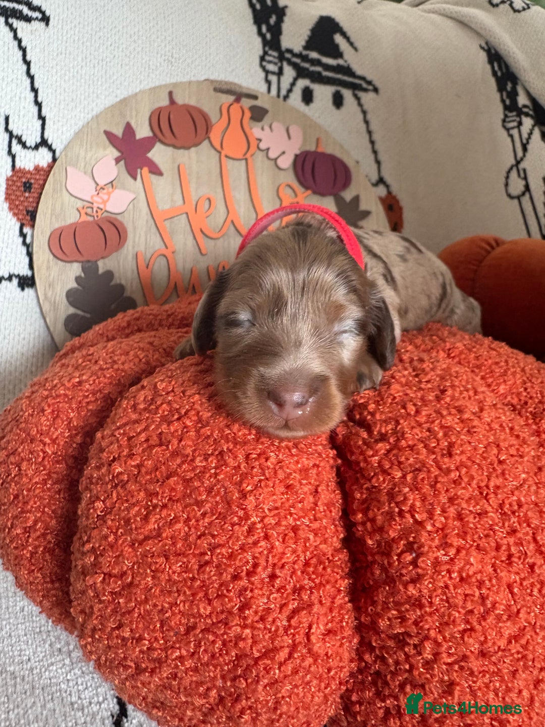 Miniature Dachshund dogs for sale: Longhair miniature dachshund  - Image 8