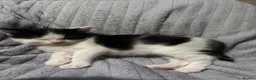 Mixed Breed cats for sale: 3 kittens for sale  - Advert 13