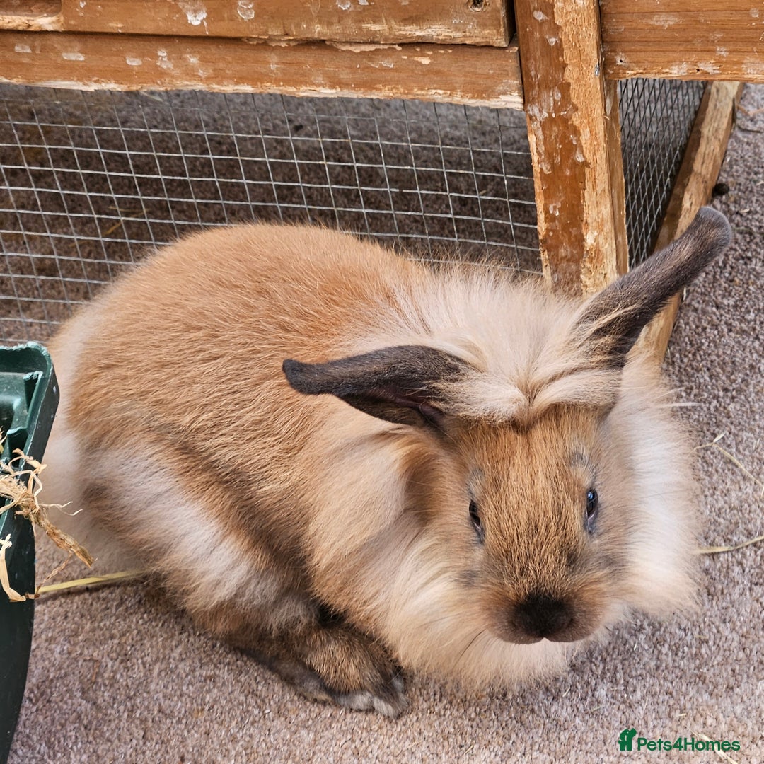 Lionhead rabbits for sale: Minni rex X lionhead bunnies - Image 8