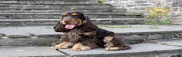 Cocker Spaniel dogs for stud: Stunning Italian Import Show Type Stud! in Derby - Advert 1