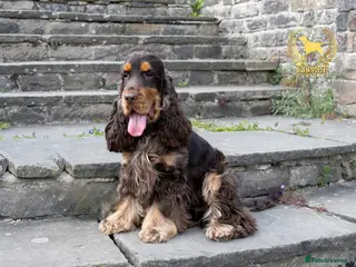 Cocker Spaniel dogs Stunning Italian Import Show Type Stud! in Derby - Advert 13