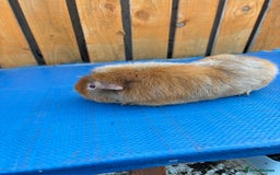 Guinea Pig rodents for sale: 2 boys pared for free - Image 3