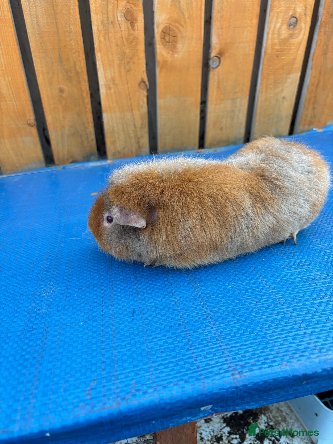 Guinea Pig rodents for sale: 2 boys pared for free - Image 3