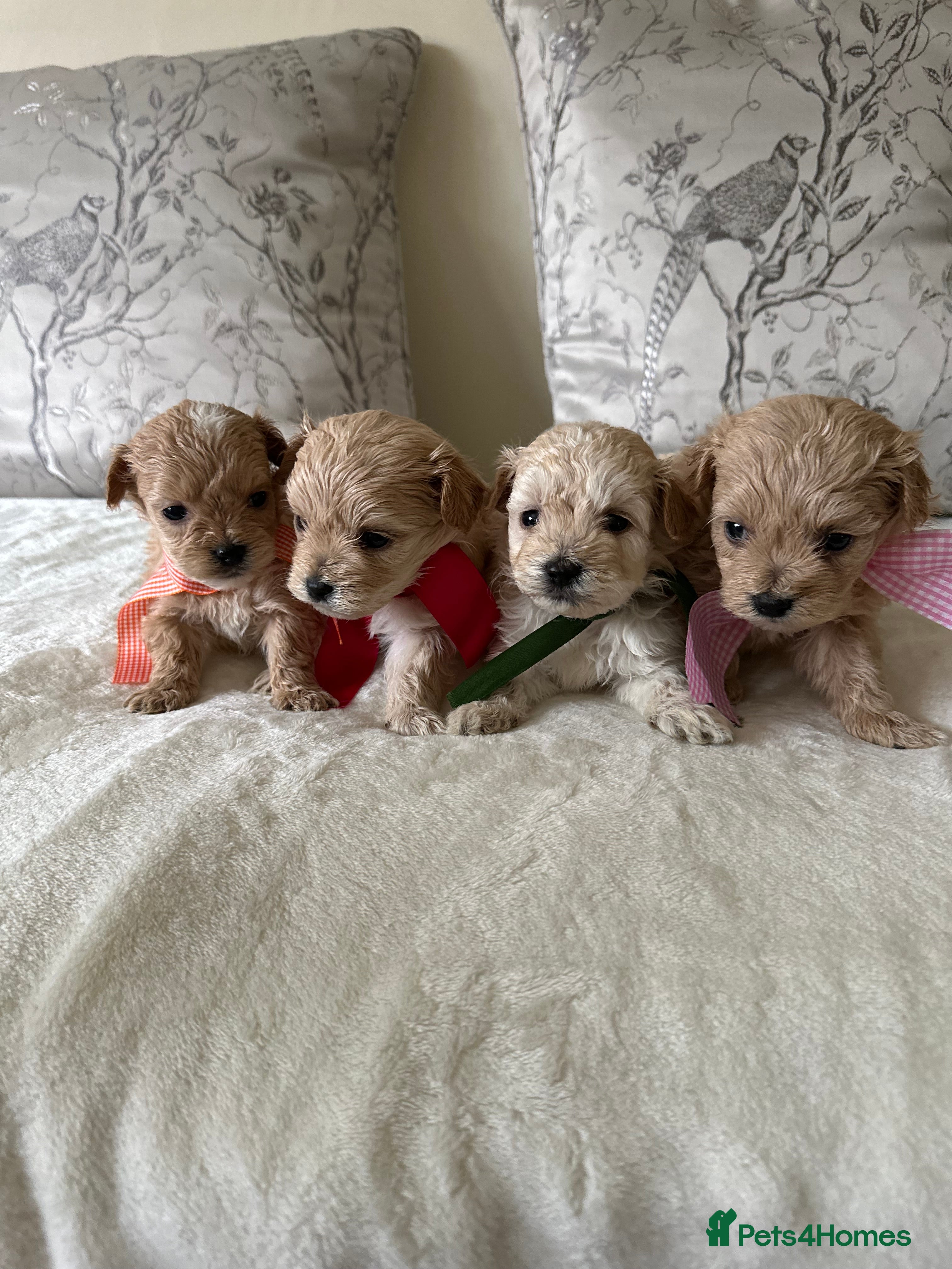 Maltipoo dogs Beautiful Maltipoo Puppies - Advert 6