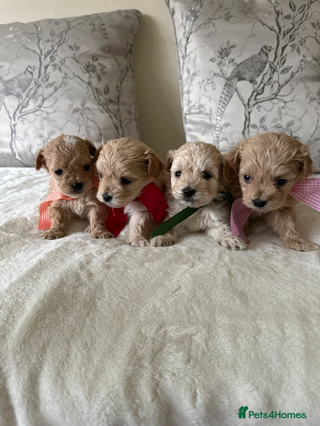 Maltipoo dogs for sale: Beautiful Maltipoo Puppies - Advert 11