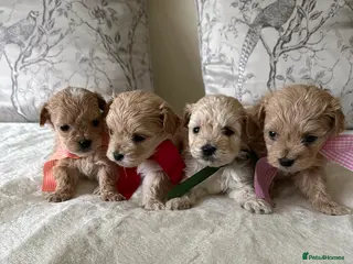 Maltipoo dogs Beautiful Maltipoo Puppies - Advert 6