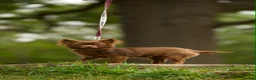 Chihuahua dogs for sale: Longhair solid chocolate boy  - Advert 4