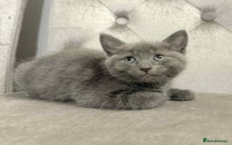 Mixed Breed cats for sale: ADORABLE LITTER GIRLS - Image 1