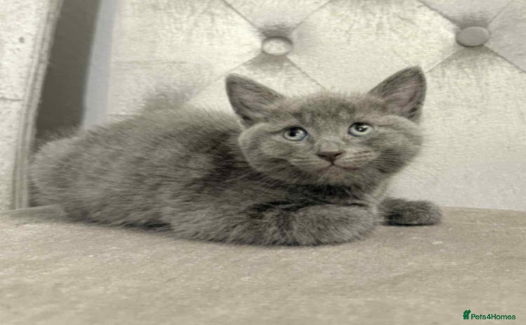 Mixed Breed cats - Advert 4