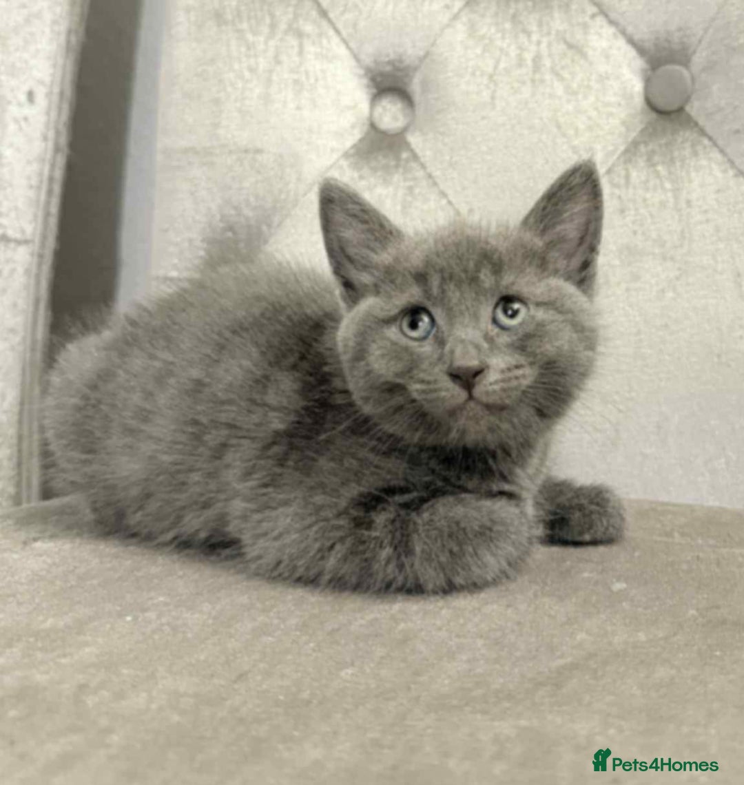 Mixed Breed cats for sale: ADORABLE LITTER GIRLS - Image 1