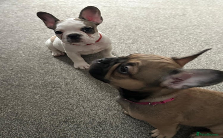 French Bulldog dogs - Advert 11