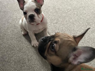 French Bulldog dogs - Advert 29