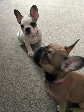 French Bulldog dogs - Advert 11