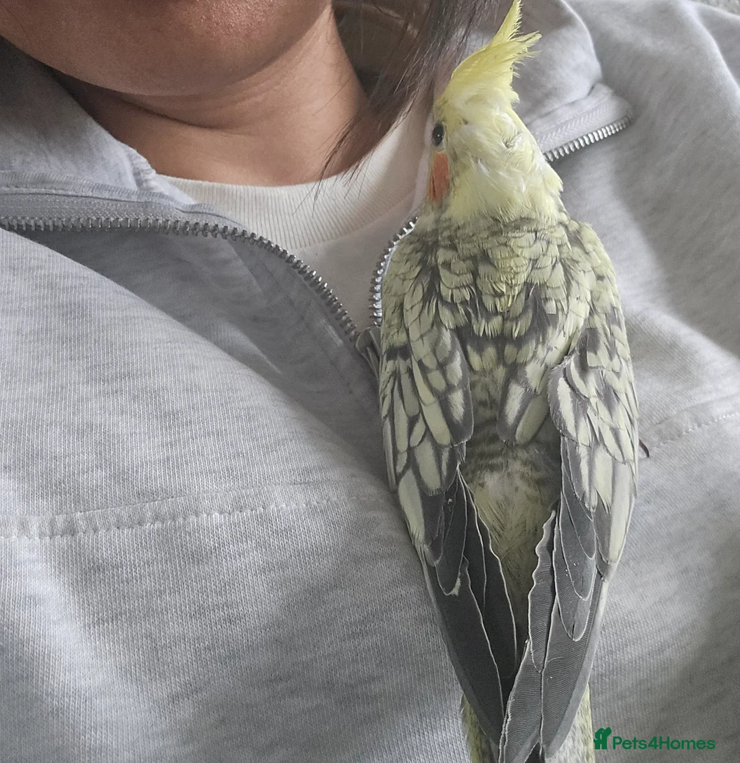 Cockatiels birds for sale: 4 baby cockatiels for sale - Advert 2