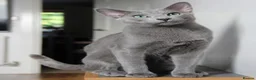 Russian Blue cats for sale: Stunning Russian Blue TICA kittens in Bristol - Advert 3