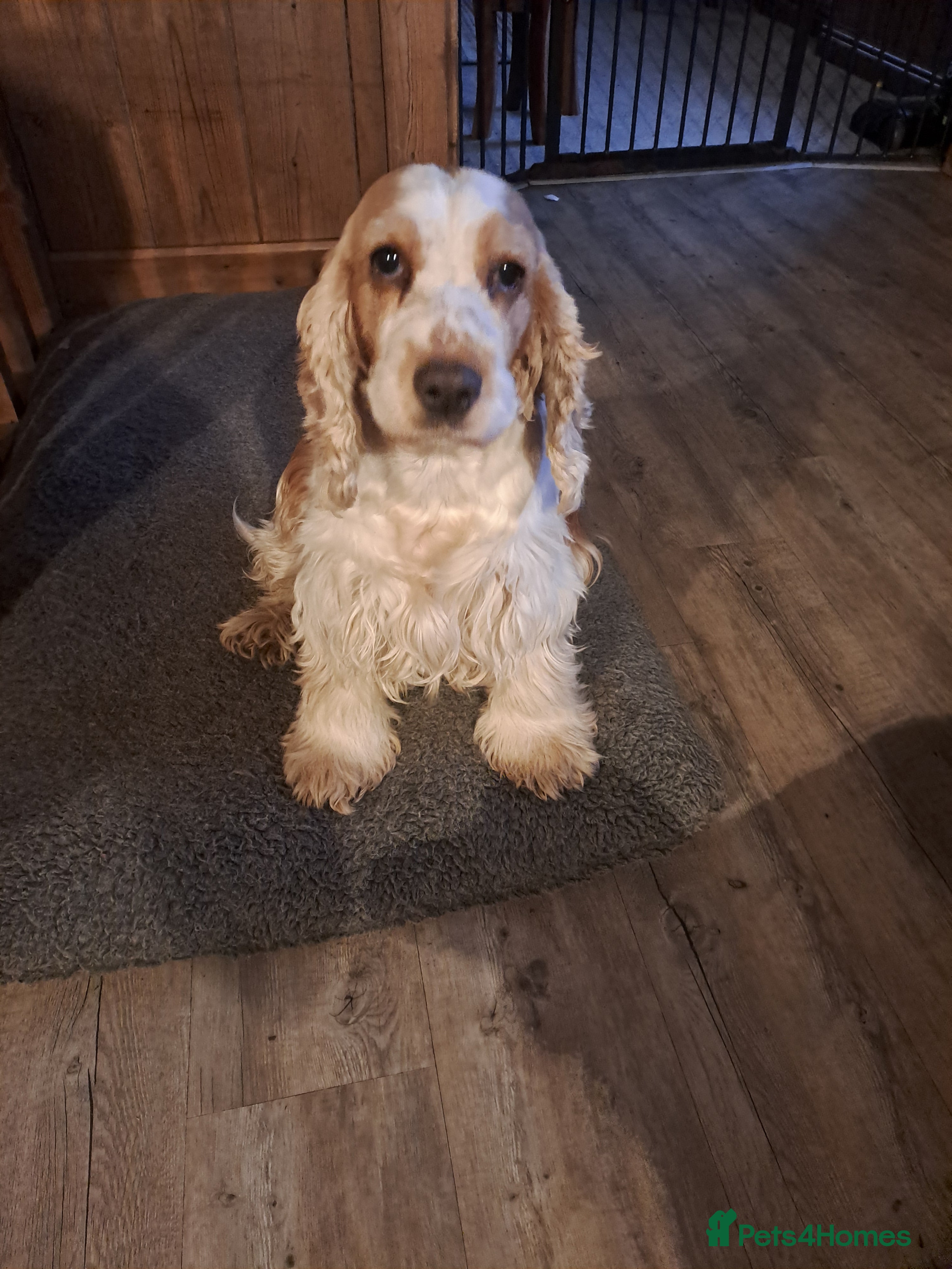 Cocker Spaniel dogs Cocker Spaniel girl available to loving home - Advert 5