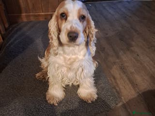 Cocker Spaniel dogs Cocker Spaniel girl available to loving home - Advert 9