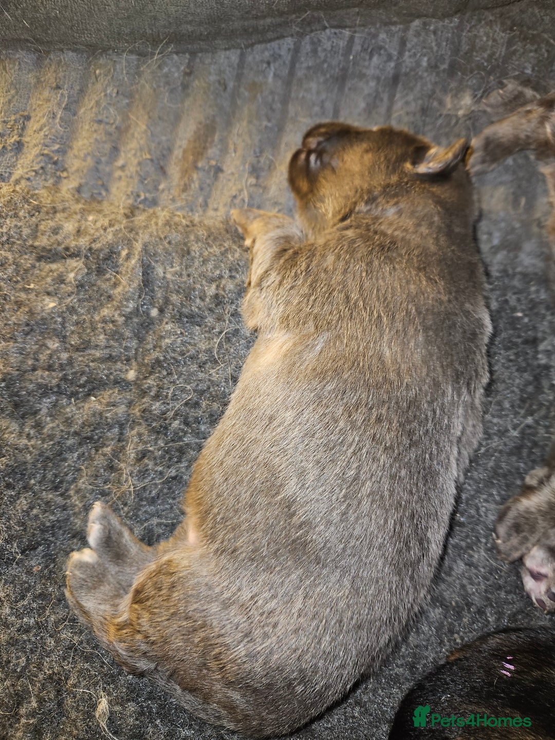 German Shepherd dogs for sale: 5 gorgeous german shepherd puppies for sale  - Advert 5