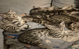 Mixed Breed cats for sale: Mixed bengal kittens  - Image 7