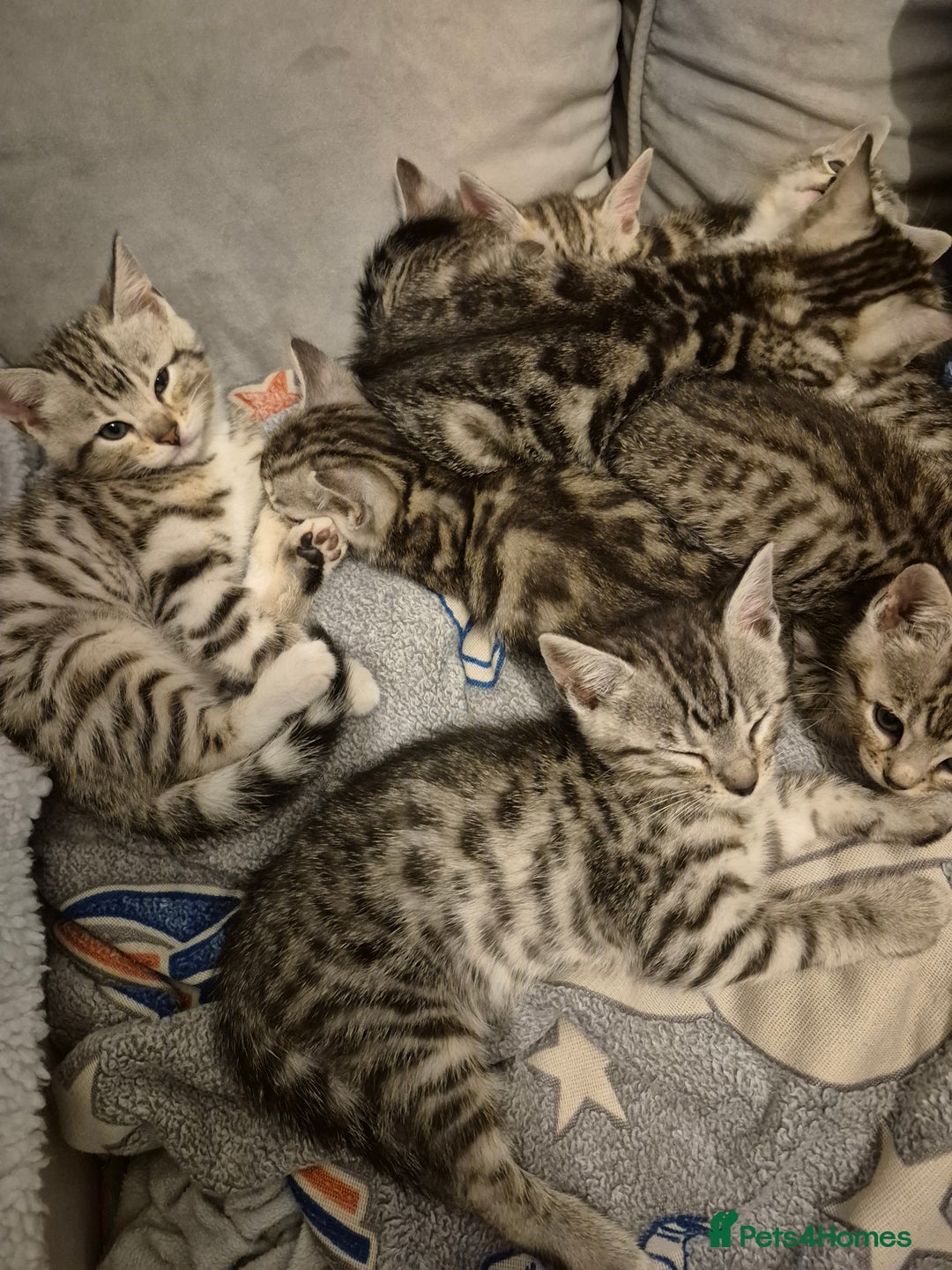 Mixed Breed cats for sale: Mixed bengal kittens  - Image 7