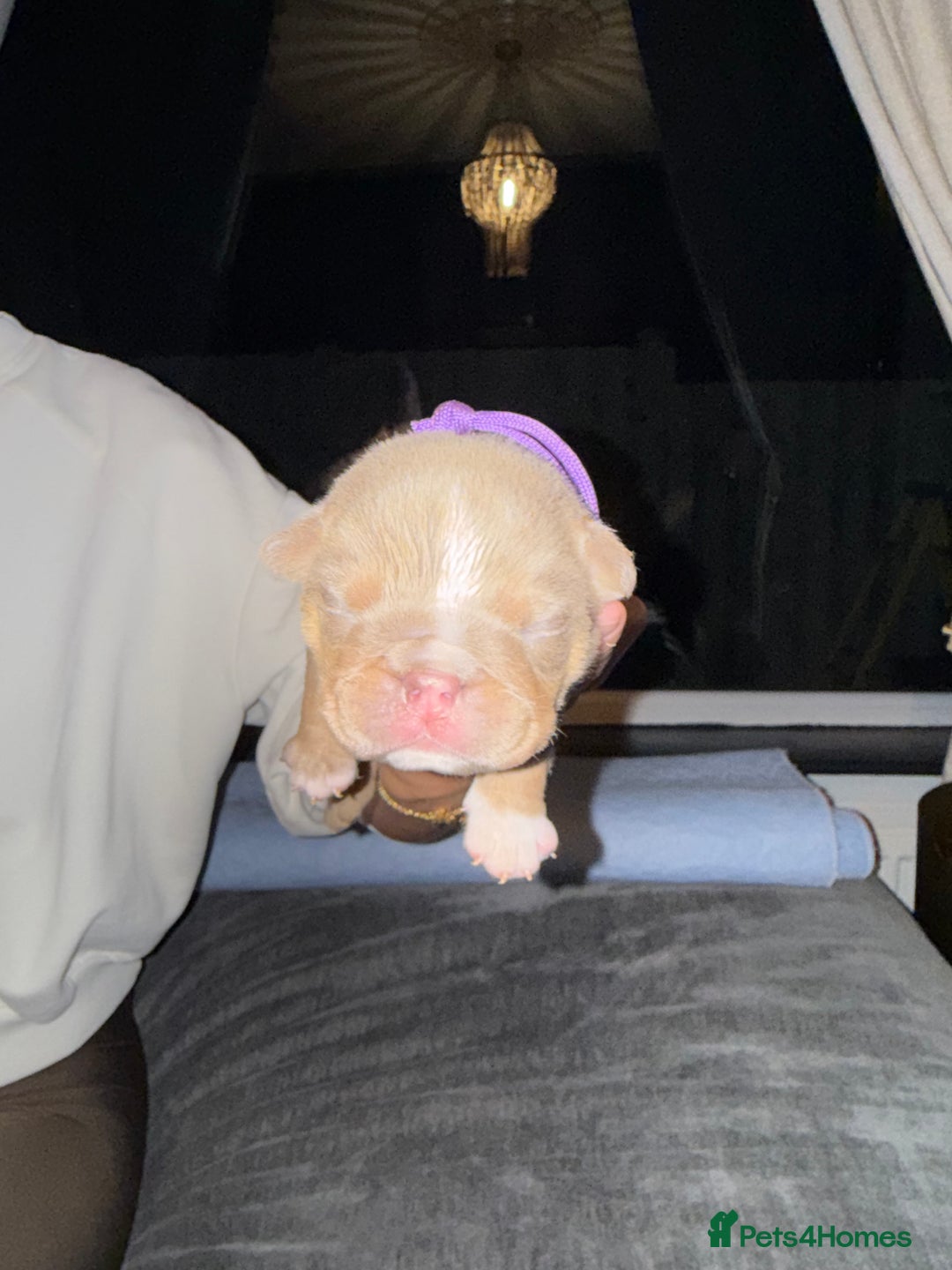 English Bulldog dogs for sale: English lilac bulldogs  - Advert 7