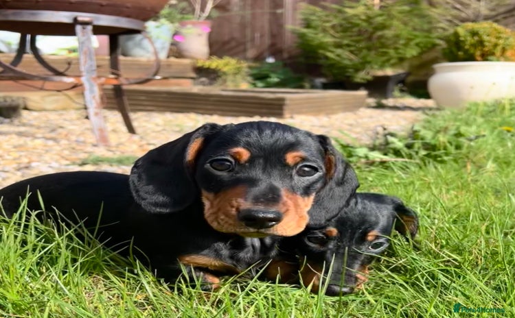 Miniature Dachshund dogs - Advert 2